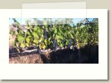 2013 Artesy Antheia grape vine
