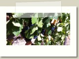 Blasier - Lindhorts Syrah 2