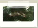 grapes_in_tank